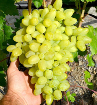 Resistente Kernlose Tafeltraube KIMI VOLODAR, wurzelballen