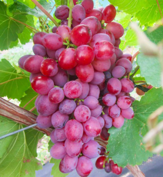 Resistente Kernlose Tafeltraube �VELES�, wurzelballen