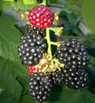 Dornenlose Zwergbrombeere BLACK DIAMOND 15-20 cm, Cont. 2 l