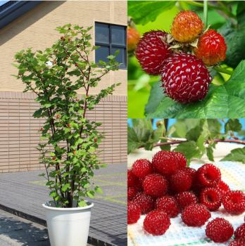 Rote Sulenhimbeere TOWER HARA, Cont. 1 l