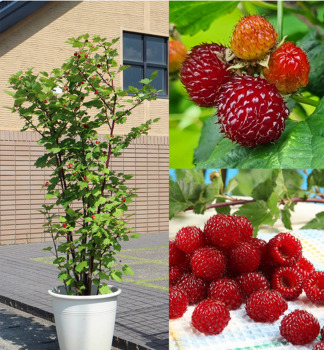 Rote S�ulenhimbeere �TOWER HARA�, Cont. 1 l