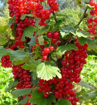 Johannisbeere HOLANDSK ERVENݴ auf Stamm 50 cm, wurzelballen