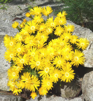 Gedr�ngte Mittagsblume, Cont. 0,5 l