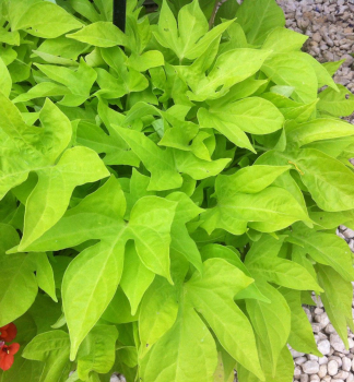 Zier-S��kartoffel �LIGHT GREEN�, kont. 0,5 l