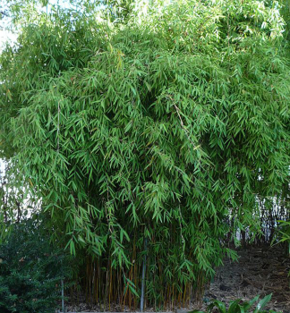 Bambus/ Fargesia jiuzhaigou 'GENF' 80-90cm, Cont. 5 l