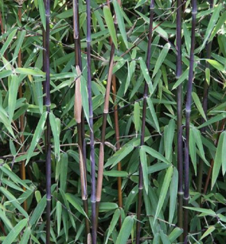 Obrzok (1)
