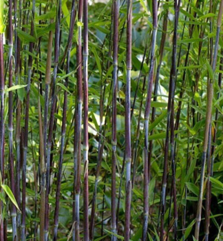 Bambus (Fargesia nitida) BLACK PEARL 80-90 cm, Cont. 2,5 l