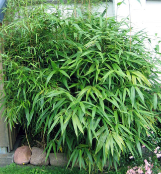 Bambus/Pseudosasa japonica 120-140 cm, kont. 10 l