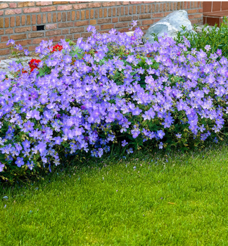 Storchschnabel �JOHNSON�S BLUE� Cont. 0,5 l