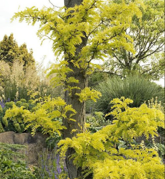 Gleditschie (dornenlose) 'SUNBURST' 240-260 cm, Cont. 12 l
