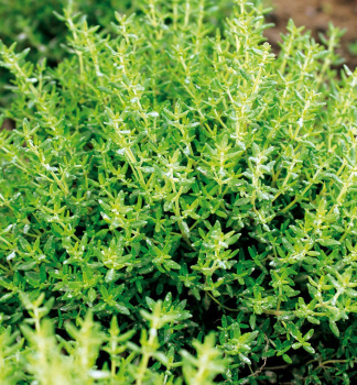 Echte Thymian �FREDO� Cont. 1 l