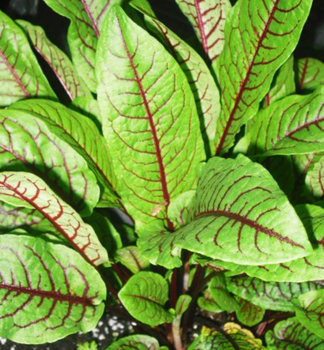 Hain-Ampfer �RED STRIPE� Cont. 1 l