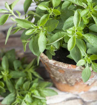 Oregano �VENEZIA� Cont. 1 l