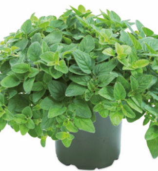 Oregano �MARGERITHA� Cont. 1 l