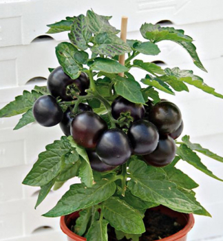Tomatenpin �PURPLE BOY��, Cont. 1 l