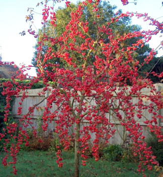 Zierapfelbaum RED SENTINEL 200-220 cm, Cont. 15 l