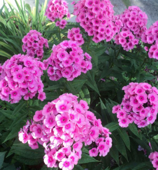 Flammenblume EVA CULLUM Cont. 0,5 l