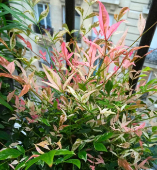 Himmelsbambus 'TWILIGHT' 30-40 cm, Cont. 2 l