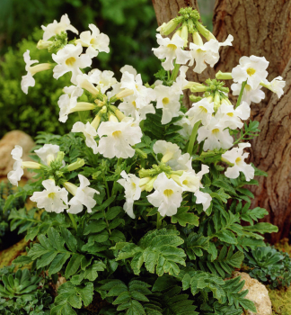 Freiland-Gloxinie 'SNOWTOP' Cont. 2 l