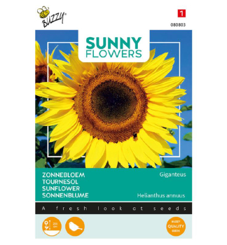 Samen - SONNENBLUME GIGANTEUS