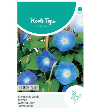 Samen - TRICHTERWINDE 'MORNING GLORY'