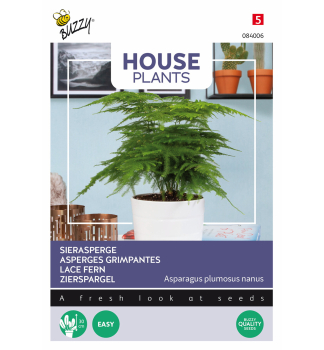 Samen - HOUSE Zierspargel 'LACE FERN'