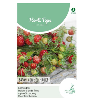 Samen - MONATSERDBEEREN  'BARON VON SOLEMACHER'