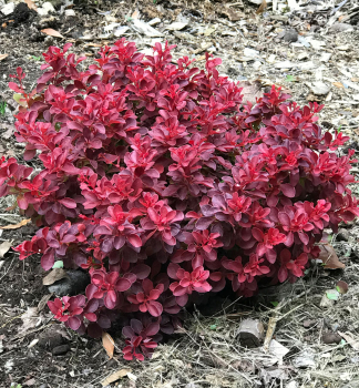 Thunberg-Berberitze �FIREBALL�� 20-30 cm, Cont. 2,5 l