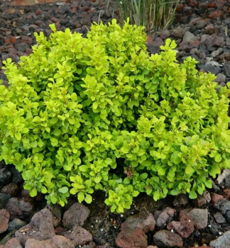 Thunberg-Berberitze TINY GOLD 10-15 cm, Cont. 2,5 l