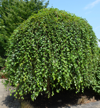 Schwarz-Birke �SUMMER CASCADE� auf Stamm 180 cm, Cont. 25 l