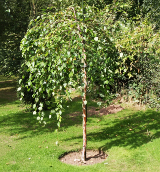 Schwarz-Birke SUMMER CASCADE auf Stamm 180 cm, Cont. 25 l