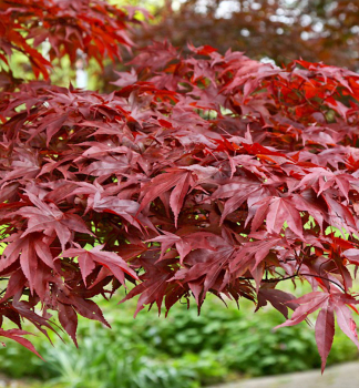 F�cherahorn �FIREGLOW� 50-60 cm, Cont. 3 l