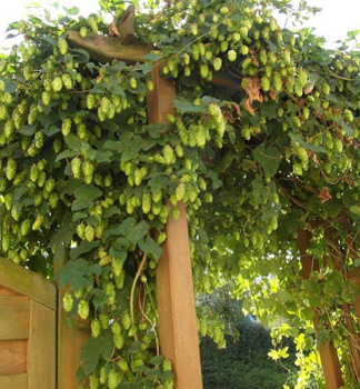 Hopfen NORDBAU 40-50 cm, Cont. 2 l