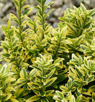 Japanischer Spindelstrauch MICROPHYLLUS AUREOVARIEGATUS 20-30 cm, Cont. 3 l