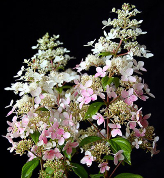 Rispenhortensie �CONFETTI� 30-40 cm, Cont. 2,5 l