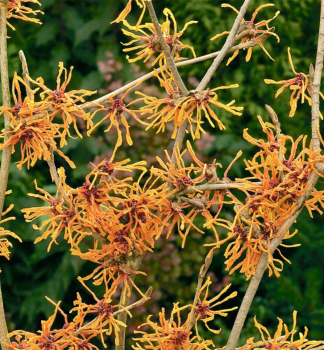 Zaubernuss 'APHRODITE', 50-60 cm, Cont. 4 l