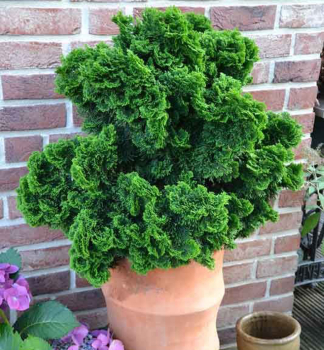 Hinoki-Scheinzypresse NANA GRACILIS 15-20 cm, Cont. 2 l