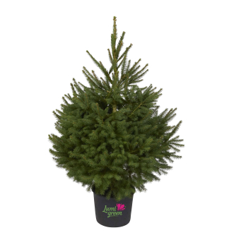 Zapfen-Fichte im Topf EXCELENT, 100-120 cm, Cont. 7,5 l