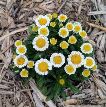 Gro�blumige Margerite �SWEET DAISY SHELLY��, Cont. 0,5 l