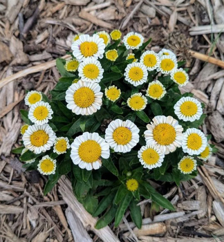 Gro�blumige Margerite �SWEET DAISY SHELLY��, Cont. 0,5 l
