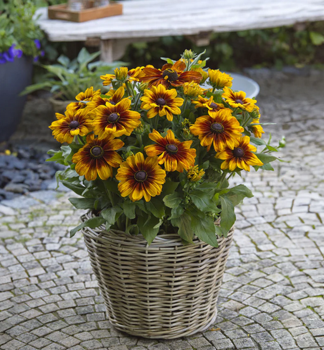 Sonnenhut (Rudbeckia) �SUNBECKIA�LUNA�, Cont. 0,5 l