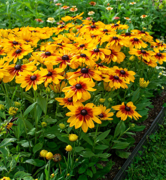 Sonnenhut (Rudbeckia) �SUNBECKIA�LUNA�, Cont. 0,5 l