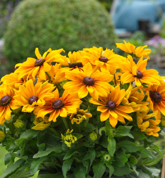 Sonnenhut (Rudbeckia) �SUNBECKIA�MARILYN�, Cont. 0,5 l