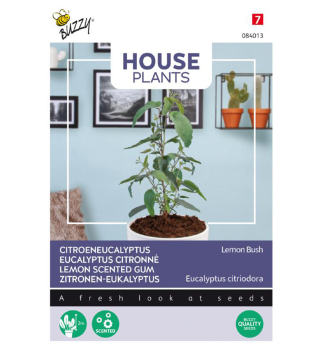 Samen - HOUSE ZITRONEN-EUKALYPTUS