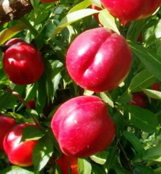 Nektarine �HARBLAZE� Unterlage Rakoniewiczka, 180-200 cm, Cont. 10 l