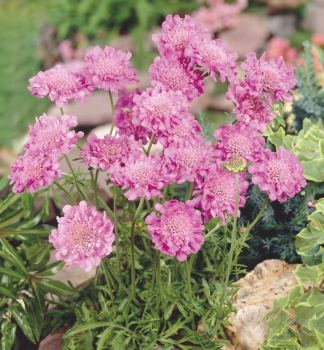 Skabiose 'PINK MIST', Cont. 0,5 l