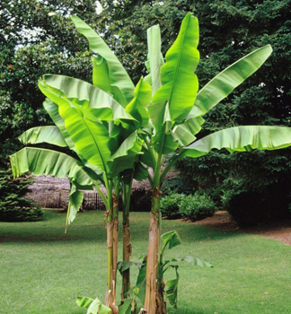 Winterharte Bananenstaude 'MUSA BASJOO' 100-120 cm, Cont. 5 l