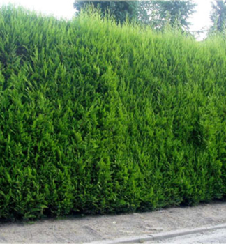 Leyland-Scheinzypresse 2001, 60-70 cm, Cont. 2 l