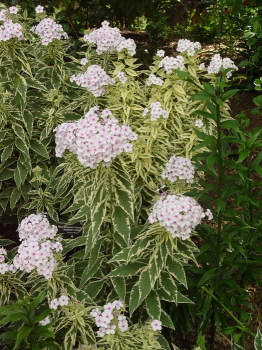 Obrzok (5)