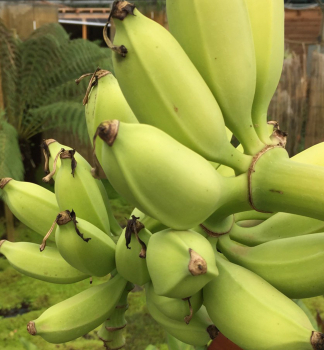 Winterharte Bananenstaude 'MUSA DAJIAO' 40-50 cm, Cont. 1 l